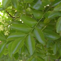 Clausena indica (Dalzell) Oliv.